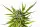 Kannabia - Strawberry Haze Auto - 3+1 Stk Autoflower
