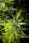 Kannabia - Strawberry Haze Auto - 3+1 Stk Autoflower