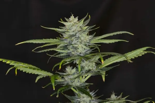 Kannabia - Gorilla King Auto - 3+1 Stk Autoflower