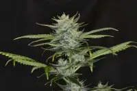 Kannabia - Gorilla King Auto - 3+1 Stk Autoflower