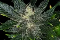 Kannabia - Gorilla King Auto - 3+1 Stk Autoflower
