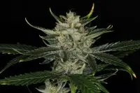 Kannabia - Gorilla King Auto - 3+1 Stk Autoflower