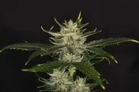 Kannabia - Gorilla King Auto - 3+1 Stk Autoflower