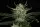 Kannabia - Gorilla King Auto - 3+1 Stk Autoflower