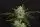 Kannabia - Gorilla King Auto - 3+1 Stk Autoflower