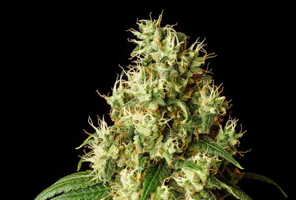 Kannabia - Mimosa Dream - 3+1 Stk feminisiert