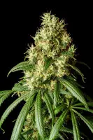 Kannabia - Mimosa Dream - 3+1 Stk feminisiert