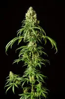 Kannabia - Mimosa Dream - 3+1 Stk feminisiert