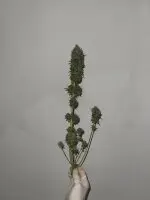 Kannabia - Mimosa Dream - 3+1 Stk feminisiert