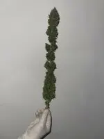 Kannabia - Mimosa Dream - 3+1 Stk feminisiert