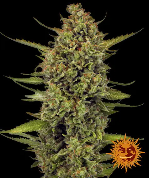 Barneys Farm - Acapulco Gold  | feminisiert
