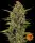 Barneys Farm - Acapulco Gold  | feminisiert