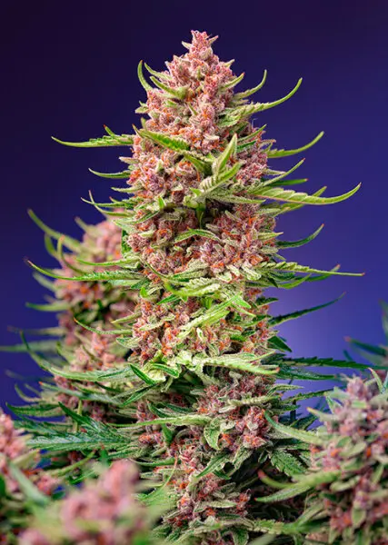 Sweet Seeds - Strawberry Cola Sherbet® F1 Fast Version® - 3+1 Stk feminisiert