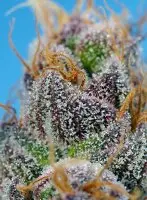 Sweet Seeds - Strawberry Cola Sherbet® F1 Fast Version® - 3+1 Stk feminisiert