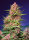 Sweet Seeds - Strawberry Cola Sherbet® F1 Fast Version® - 3+1 Stk feminisiert