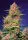 Sweet Seeds - Strawberry Cola Sherbet® F1 Fast Version® - 3+1 Stk feminisiert