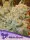 Anesia Seeds White Runtz - 3 Stk feminisiert
