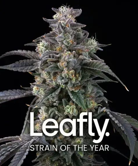 Barneys Farm - Super Boof  - 3 Stk fem.