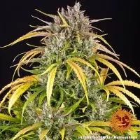 Barneys Farm - LSD Auto - 3 Stk Autoflower