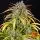 Barneys Farm - LSD Auto - 3 Stk Autoflower