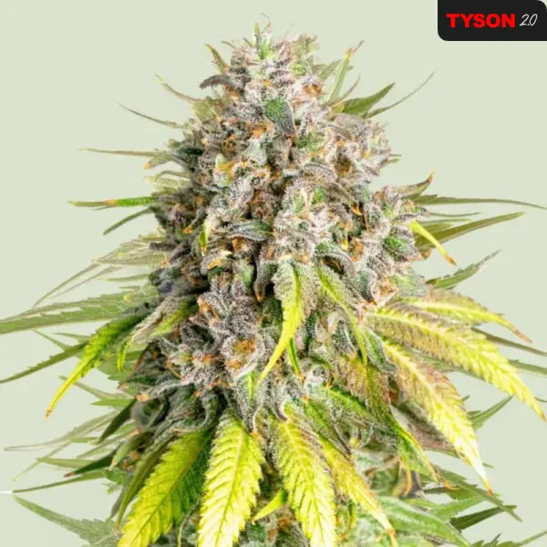 Royal Queen Seeds Tyson 2.0 - Punch Pie - 3 Stk feminisiert