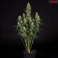 Royal Queen Seeds Tyson 2.0 - Punch Pie - 3 Stk feminisiert