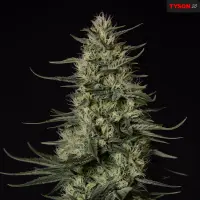 Royal Queen Seeds Tyson 2.0 - Punch Pie - 3 Stk feminisiert