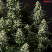 Royal Queen Seeds Tyson 2.0 - Punch Pie - 3 Stk feminisiert