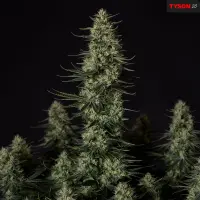 Royal Queen Seeds Tyson 2.0 - Punch Pie - 3 Stk feminisiert