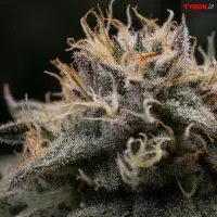 Royal Queen Seeds Tyson 2.0 - Punch Pie - 3 Stk feminisiert