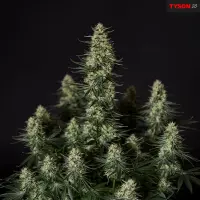 Royal Queen Seeds Tyson 2.0 - Punch Pie - 3 Stk feminisiert