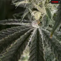 Royal Queen Seeds Tyson 2.0 - Punch Pie - 3 Stk feminisiert