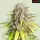 Royal Queen Seeds Tyson 2.0 - Punch Pie - 3 Stk feminisiert