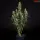 Royal Queen Seeds Tyson 2.0 - Punch Pie - 3 Stk feminisiert