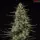 Royal Queen Seeds Tyson 2.0 - Punch Pie - 3 Stk feminisiert