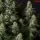 Royal Queen Seeds Tyson 2.0 - Punch Pie - 3 Stk feminisiert
