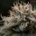 Royal Queen Seeds Tyson 2.0 - Punch Pie - 3 Stk feminisiert