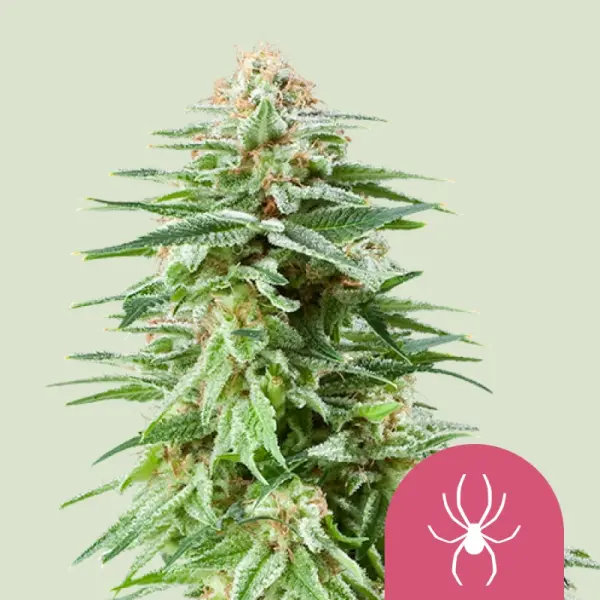Royal Queen Seeds - White Widow - 3 Stk feminisiert