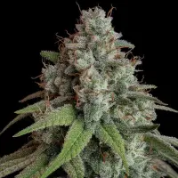 Royal Queen Seeds - White Widow - 3 Stk feminisiert