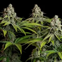 Royal Queen Seeds - White Widow - 3 Stk feminisiert