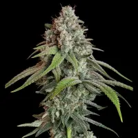 Royal Queen Seeds - White Widow - 3 Stk feminisiert