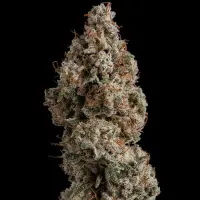 Royal Queen Seeds - White Widow - 3 Stk feminisiert