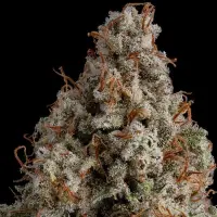 Royal Queen Seeds - White Widow - 3 Stk feminisiert
