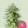 Royal Queen Seeds - White Widow - 3 Stk feminisiert