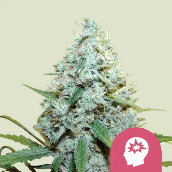 Royal Queen Seeds - AMG - Amnesia Mac Ganja - 3 Stk feminisiert
