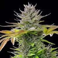 Royal Queen Seeds - AMG - Amnesia Mac Ganja - 3 Stk feminisiert