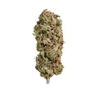 Royal Queen Seeds - AMG - Amnesia Mac Ganja - 3 Stk feminisiert