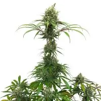 Royal Queen Seeds - AMG - Amnesia Mac Ganja - 3 Stk feminisiert