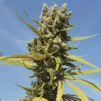 Royal Queen Seeds - AMG - Amnesia Mac Ganja - 3 Stk feminisiert