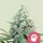 Royal Queen Seeds - AMG - Amnesia Mac Ganja - 3 Stk feminisiert